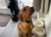 Lab rehome