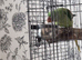 Beautiful baby Alexandrine parrot talking parrot