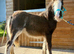 Super Cute Blagdon Cob Colt