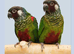 2 Proven breeding Pair of Conures
