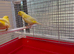 Water Slager Pair for Sale