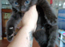 6 tabby kittens