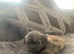 Shitzue puppies