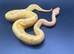 Banana Pinstripe Leopard Ball Python Hatchling