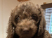 Bedlington x Wirehaired Daxi