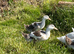 Silver Appleyard girls available