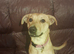 Needs rehoming