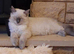 Handsome Ragdoll Kitten for Sale