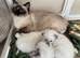 Ragdoll kitten