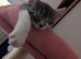 2 female cats for loving home.
