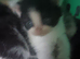 kittens needing homes
