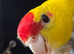 Female kakariki