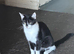 Black and white cat
