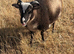 Registered Shetland sheep