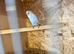 Young budgies from 9 weeks old