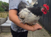 Pekin bantam Cockerel