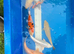 Japanese Koi Selection Mix