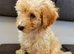 READY TO LEAVE Kc registered red Toy poodles
