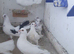 Fancy pigeons for sale