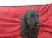 Cockapoo F1b Puppies READY NOW