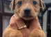 Beautiful Lurcher puppies