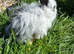 MiniLion Lop Bunnies