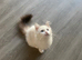 LAST GIRL AVAILABLE! TICA registered Ragdolls