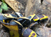 SUN BEETLES native of Western Africa.