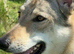 Sell Czechoslovakian wolfdog