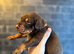 Non Kc Dobermans