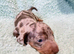 Miniature dachshund puppies