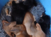 Jackhound Puppies