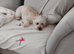 Beautiful female minature poodle