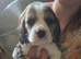 Full show type beagles