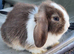 Mini lop buck born 08/06/2026. Ready now!