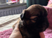 6 beautiful puppys