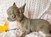 Tiny Stunningly Beautiful Solid Lilac Chihuahua Girl