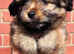 Shih Tzu cross sheltie puppies
