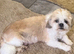 Shihtzu
