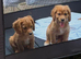 Cocker spaniels KC