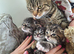 Kittens tabby