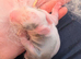 CONTINENTAL GIANT BABIES - AVAILABLE TO RESERVE