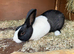 Male Dutch Rabbit For Sale