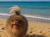 Lilac and Tan Pomeranian stud