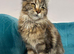 XXL Maine Coon Kittens TICA Pedigree Supreme Champion Bloodline