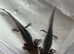 Axolotl jeuveniles