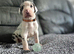 Championship Great Dane Pups