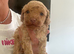 Ready now, 1 golden Stunning F1B cockapoo puppy left