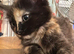 A beautiful tortoise shell little girl kitten