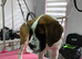 Saint Bernard
